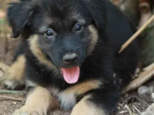 Cachorro raça Pastor Alemão idade 2 a 6 meses nome Flor
