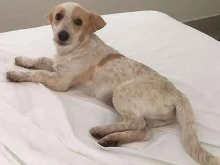 Cachorro ra a SRD idade 2 a 6 meses nome Amora