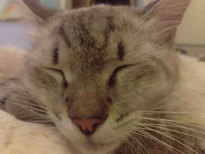 Gato ra a Sem Raça Definida idade 2 anos nome Gustavo