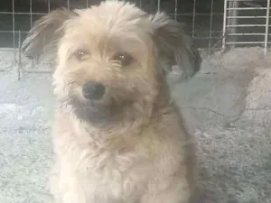 Cachorro raça  idade 6 ou mais anos nome Xuxa