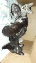 Gatinhos 