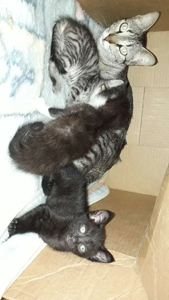 Gato ra a indefinida idade 2 a 6 meses nome Gatinhos 