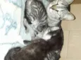 Gatinhos 