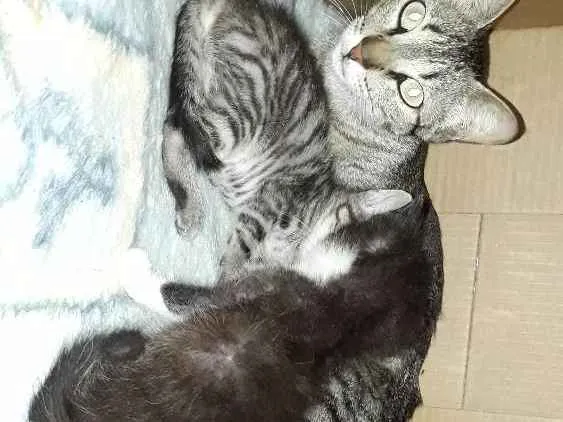 Gato ra a indefinida idade 2 a 6 meses nome Gatinhos 