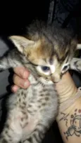Gatinhos 