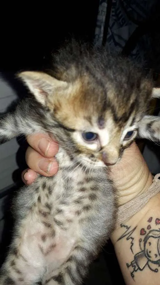 Gato ra a indefinida idade 2 a 6 meses nome Gatinhos 