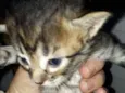 Gatinhos 