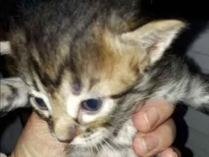 Gato raça indefinida idade 2 a 6 meses nome Gatinhos 