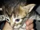 Gato raça indefinida idade 2 a 6 meses nome Gatinhos 