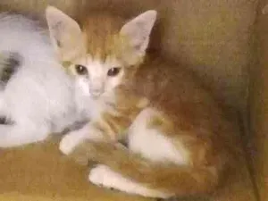 Gato raça Brasileira idade 2 a 6 meses nome Cindy