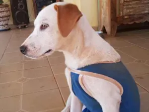 Cachorro raça SRD idade 7 a 11 meses nome Luck