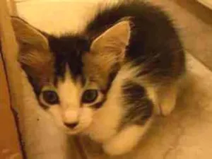 Gato raça BRASILEIRA idade 2 a 6 meses nome BORIS