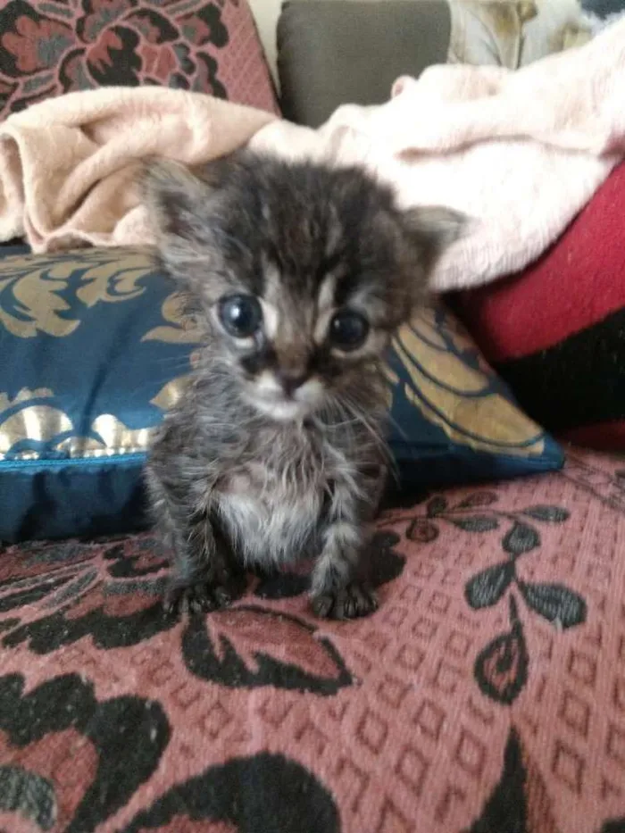 Gato ra a Vira lata idade Abaixo de 2 meses nome Nina