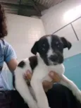 Filhotes abandonados