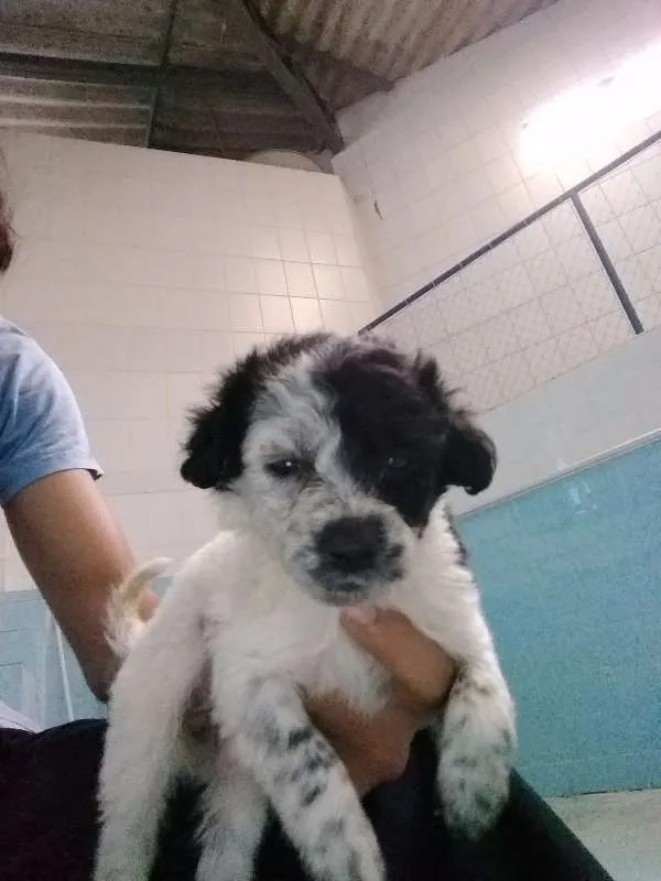 Cachorro raça Vira Lata idade Abaixo de 2 meses nome Filhotes abandonados
