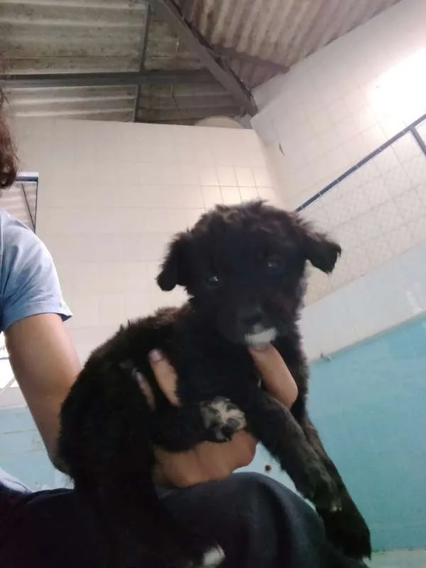 Cachorro raça Vira Lata idade Abaixo de 2 meses nome Filhotes abandonados