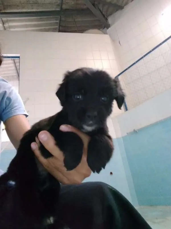 Cachorro raça Vira Lata idade Abaixo de 2 meses nome Filhotes abandonados