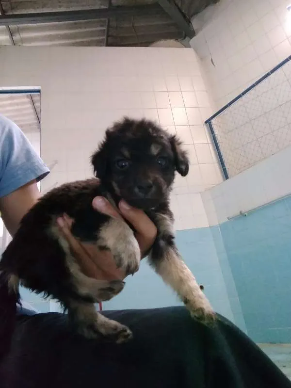 Cachorro raça Vira Lata idade Abaixo de 2 meses nome Filhotes abandonados