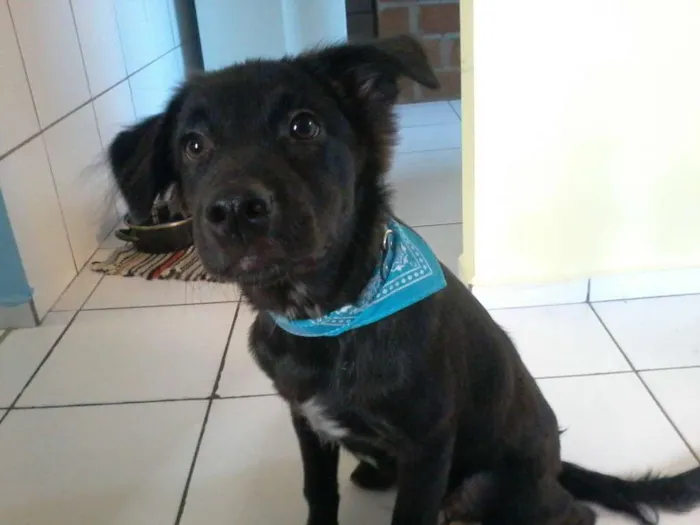 Cachorro ra a SRD idade 1 ano nome Thor
