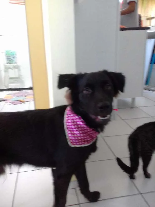 Cachorro ra a SRD idade 1 ano nome Thor