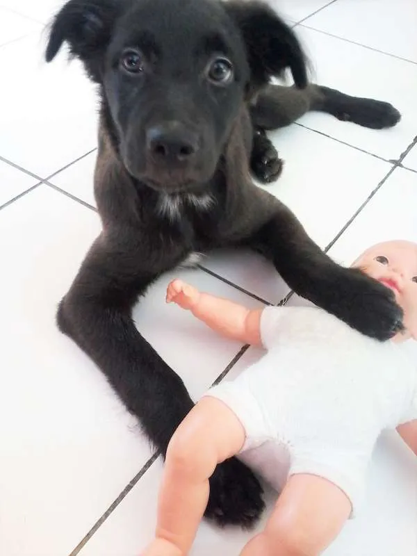 Cachorro ra a SRD idade 1 ano nome Thor