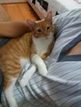 azeitona