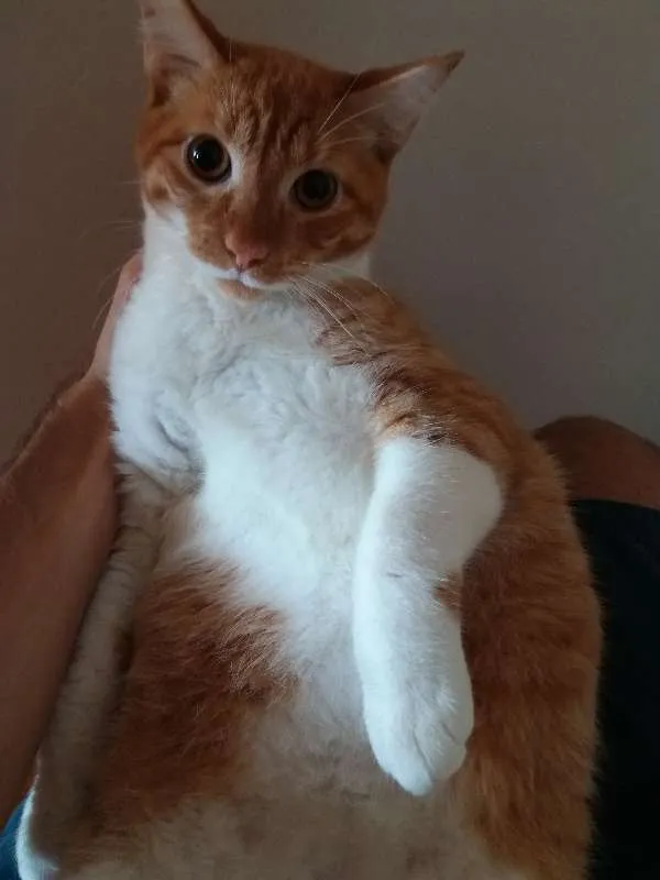 Gato ra a  idade 7 a 11 meses nome azeitona