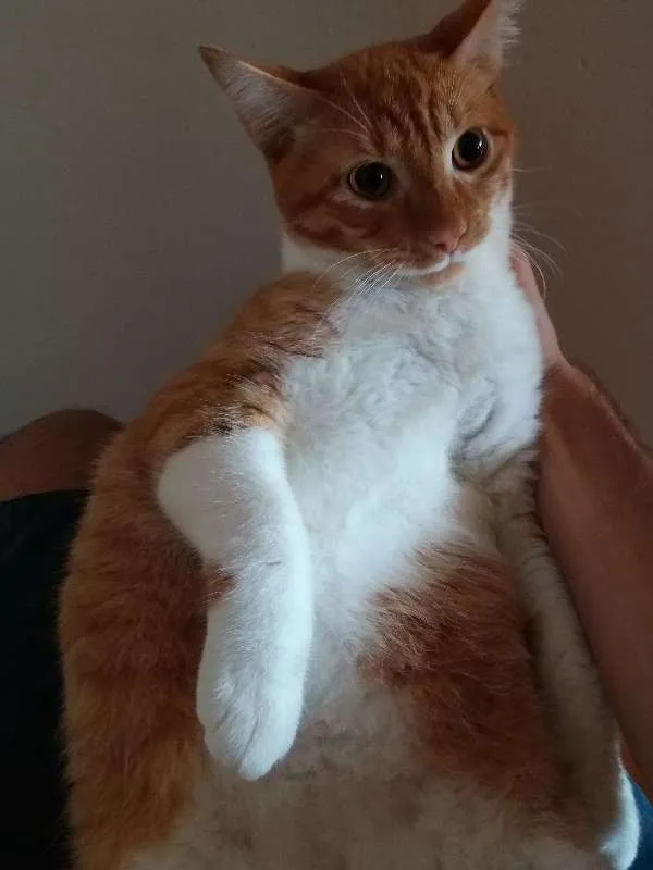 Gato ra a  idade 7 a 11 meses nome azeitona