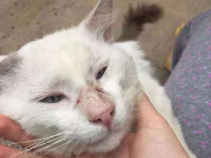 Gato raça Nao sei  idade 2 anos nome Gato