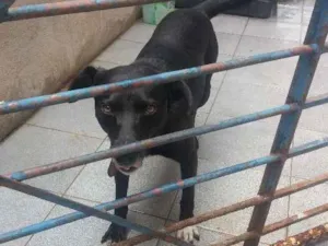 Cachorro raça Sem definição  idade 2 anos nome Theo 