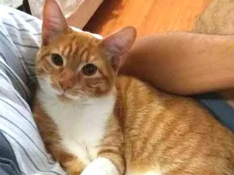 Gato ra a  idade 7 a 11 meses nome azeitona