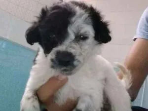 Cachorro raça Vira Lata idade Abaixo de 2 meses nome Filhotes abandonados