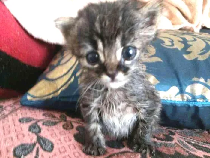 Gato ra a Vira lata idade Abaixo de 2 meses nome Nina