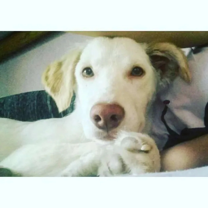 Cachorro ra a vira lata idade 2 anos nome Pitoco