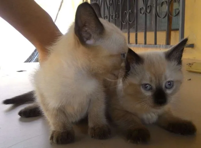 Gato ra a Siamês idade 2 a 6 meses nome Penca e Dunha