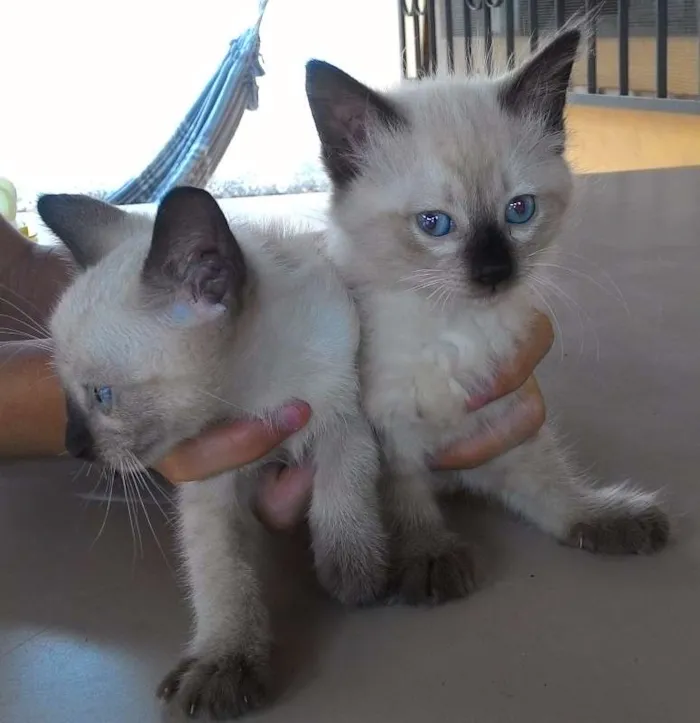 Gato ra a Siamês idade 2 a 6 meses nome Penca e Dunha