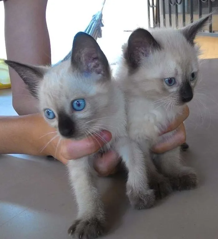 Gato ra a Siamês idade 2 a 6 meses nome Penca e Dunha