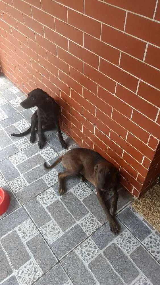 Cachorro ra a Mestiço idade 7 a 11 meses nome Tobi / Cristal