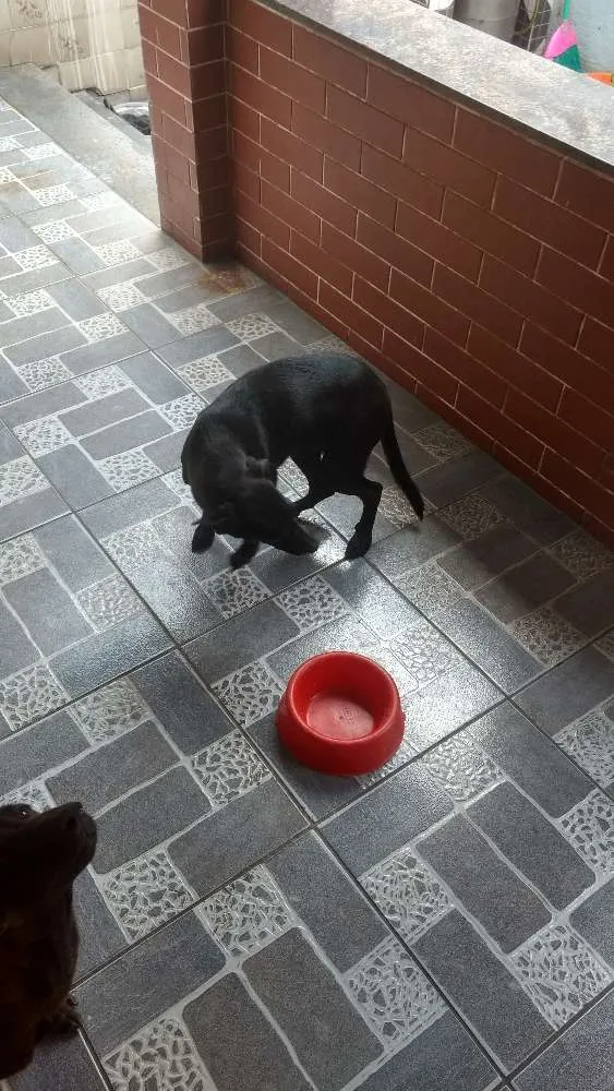 Cachorro ra a Mestiço idade 7 a 11 meses nome Tobi / Cristal