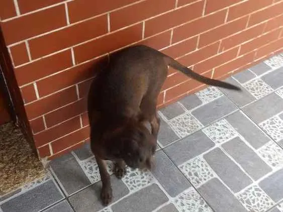 Cachorro ra a Mestiço idade 7 a 11 meses nome Tobi / Cristal