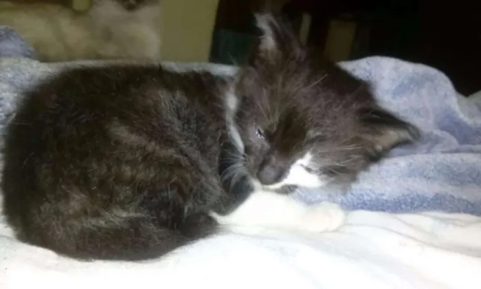 Gato ra a SRD idade 2 a 6 meses nome Sem nome definido