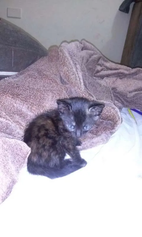 Gato ra a SRD idade 2 a 6 meses nome Sem nome definido