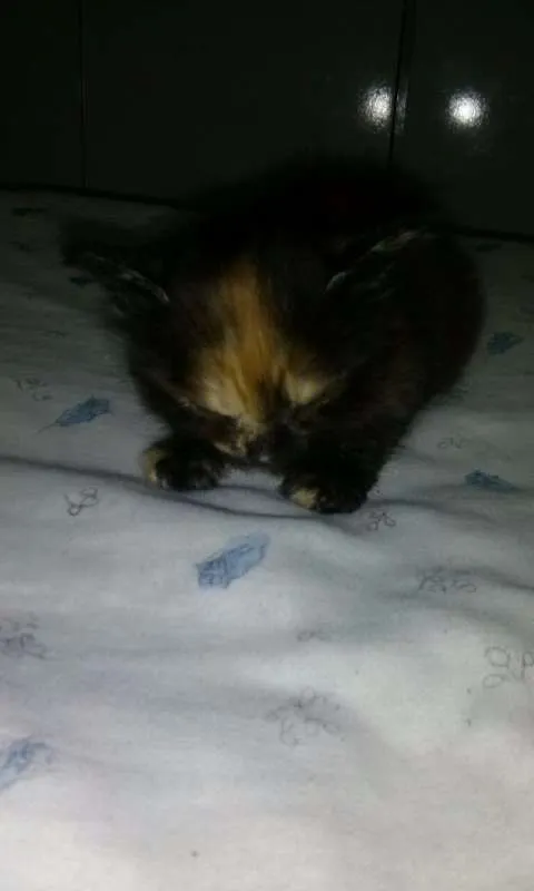 Gato ra a SRD idade 2 a 6 meses nome Sem nome definido