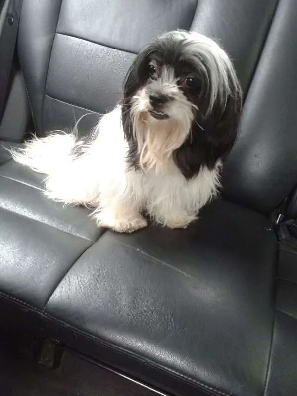 Cachorro ra a Lhasa Apso idade 3 anos nome SARAH