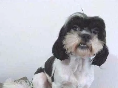 Cachorro ra a Lhasa Apso idade 3 anos nome SARAH