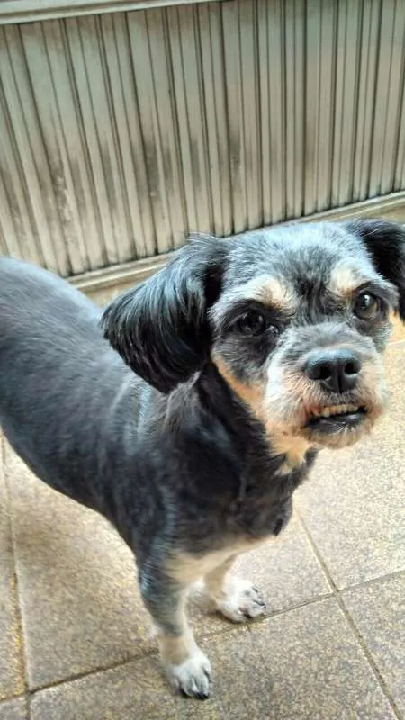 Cachorro ra a Lhasa Apso idade 4 anos nome MEG