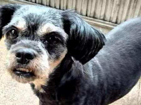 Cachorro ra a Lhasa Apso idade 4 anos nome MEG