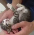 Pipoca