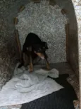 Mel
