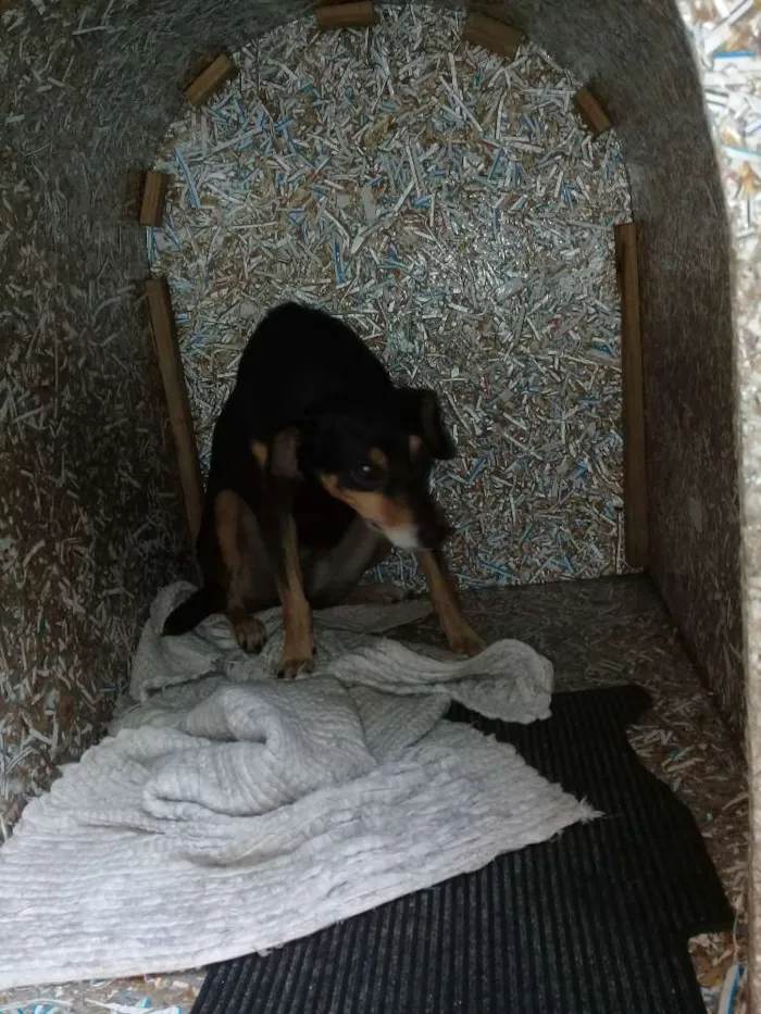 Cachorro ra a Vira lata idade 2 anos nome Mel